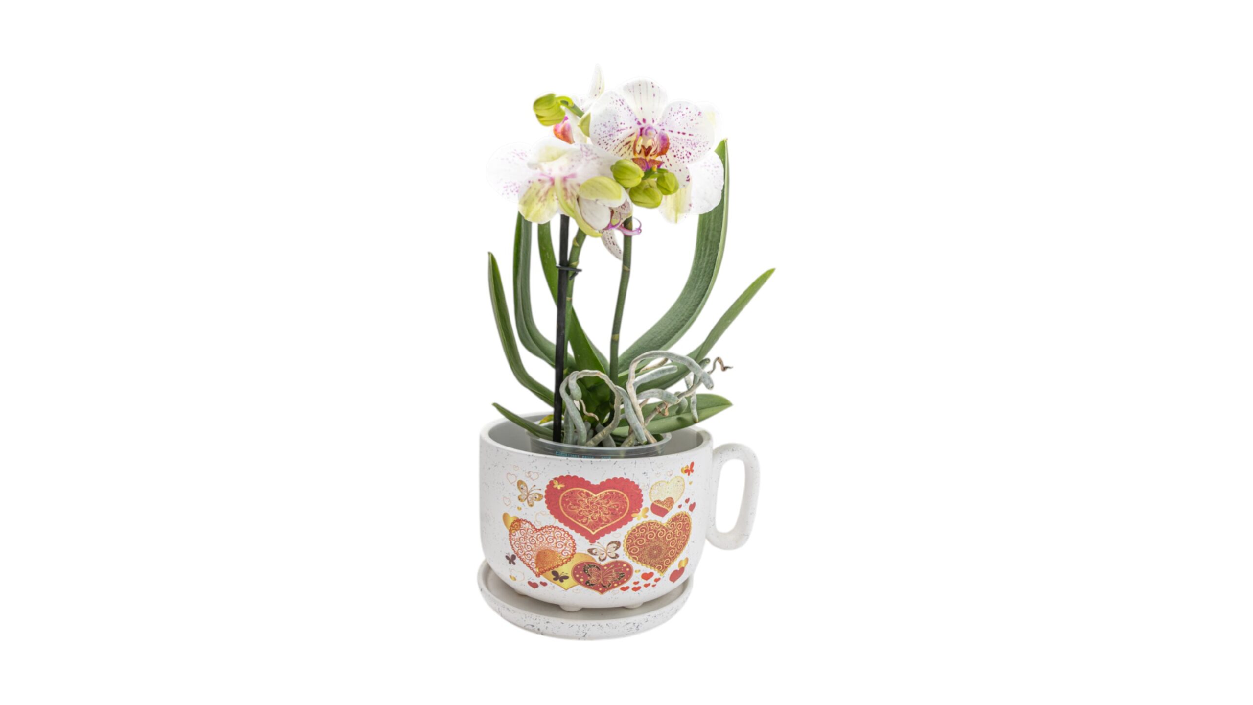 Orchidej+ker. obal